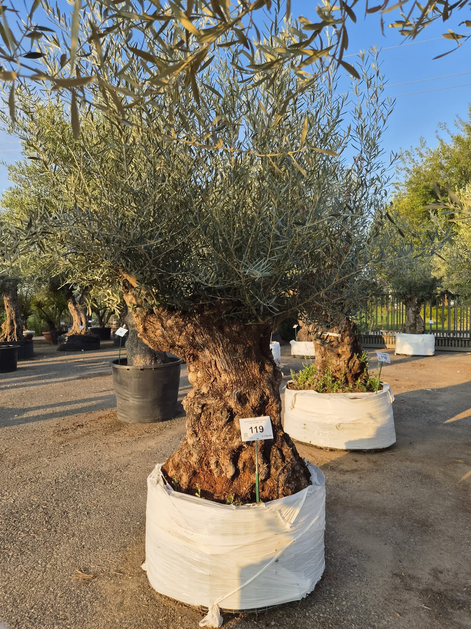 OLEA.EU_.119_5309