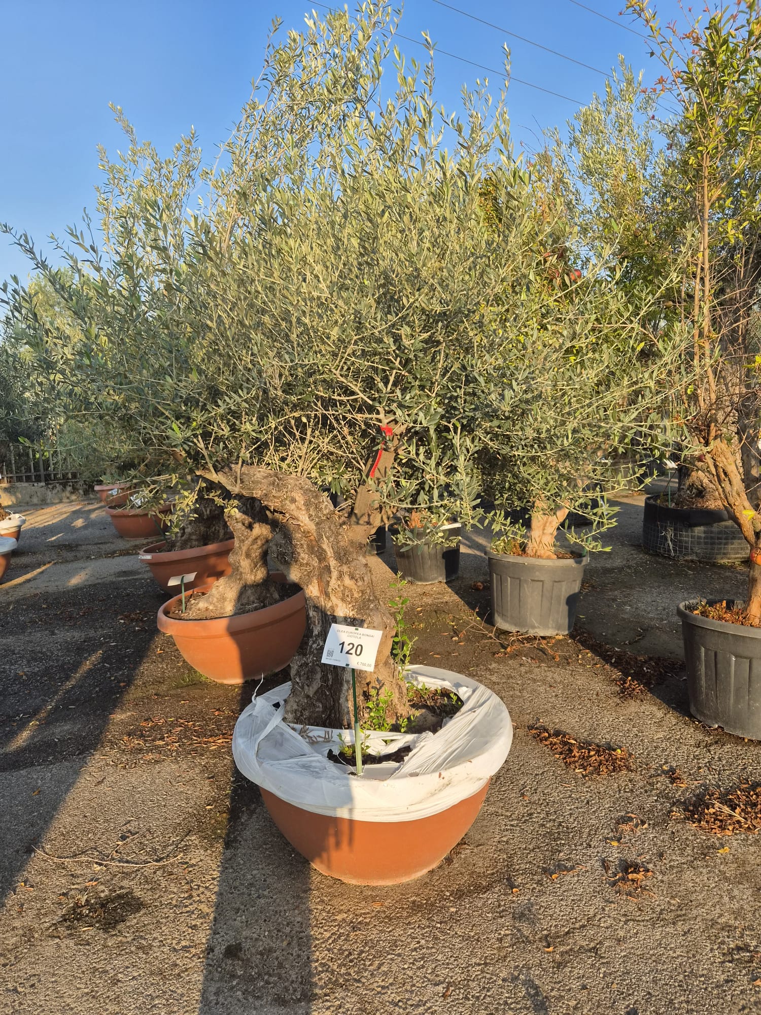 OLEA.EU_.120_5316