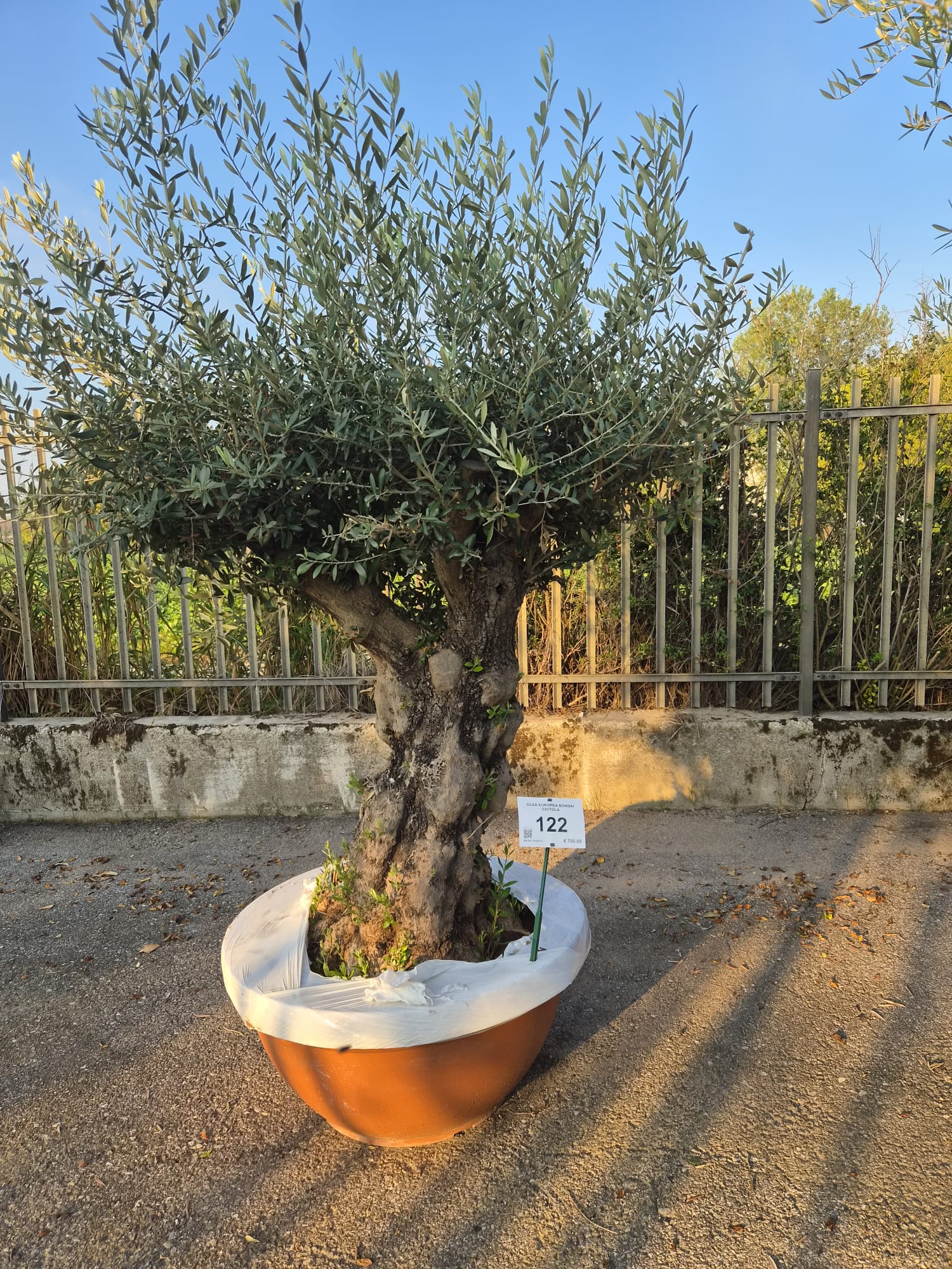 OLEA.EU_.122_5317