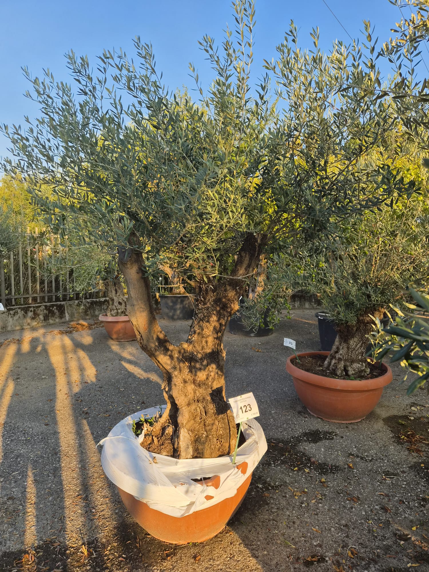 OLEA.EU_.123_5318