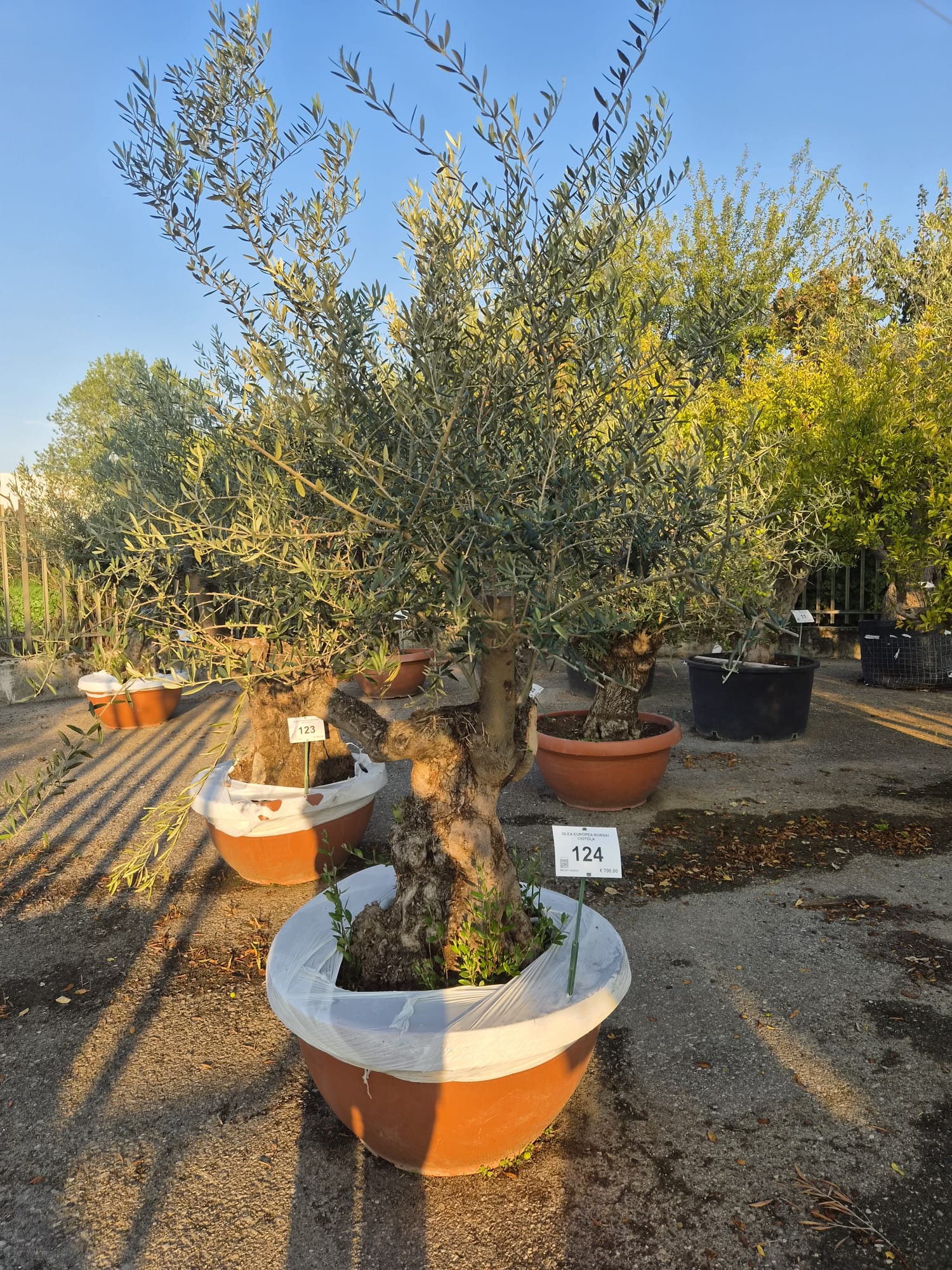 OLEA.EU_.124_5319