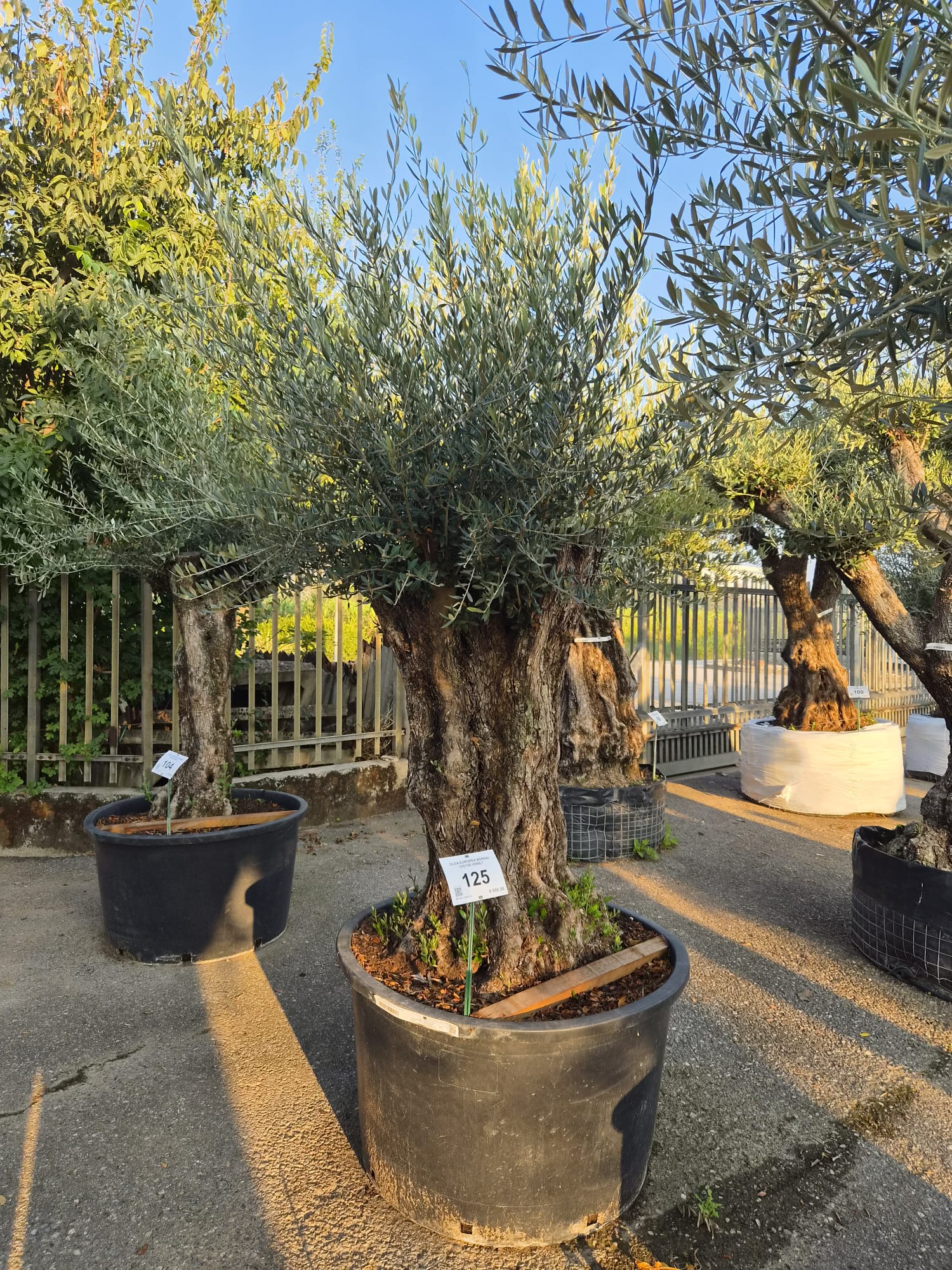 OLEA.EU_.125_5311