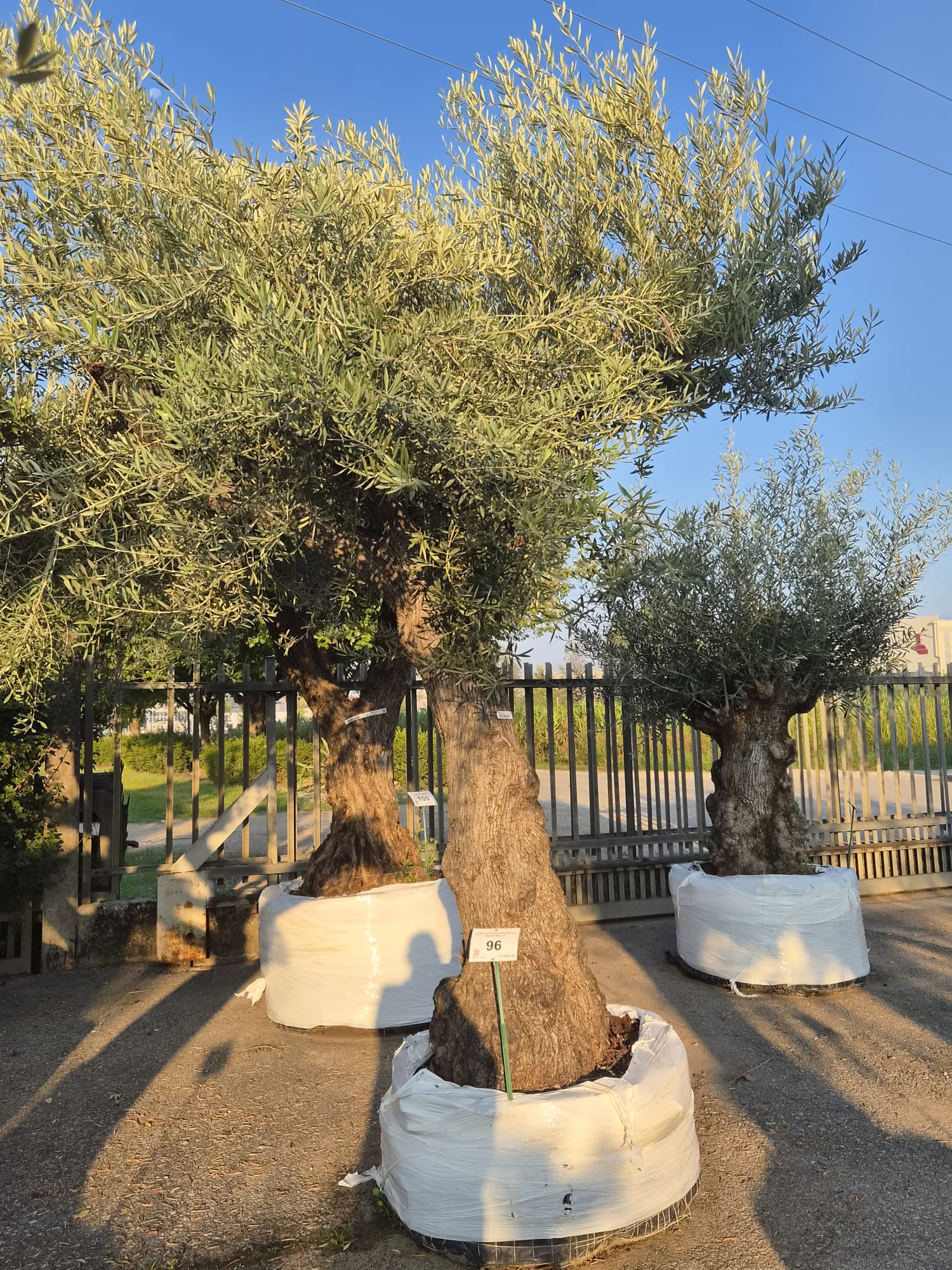 OLEA.EU_.96_5323