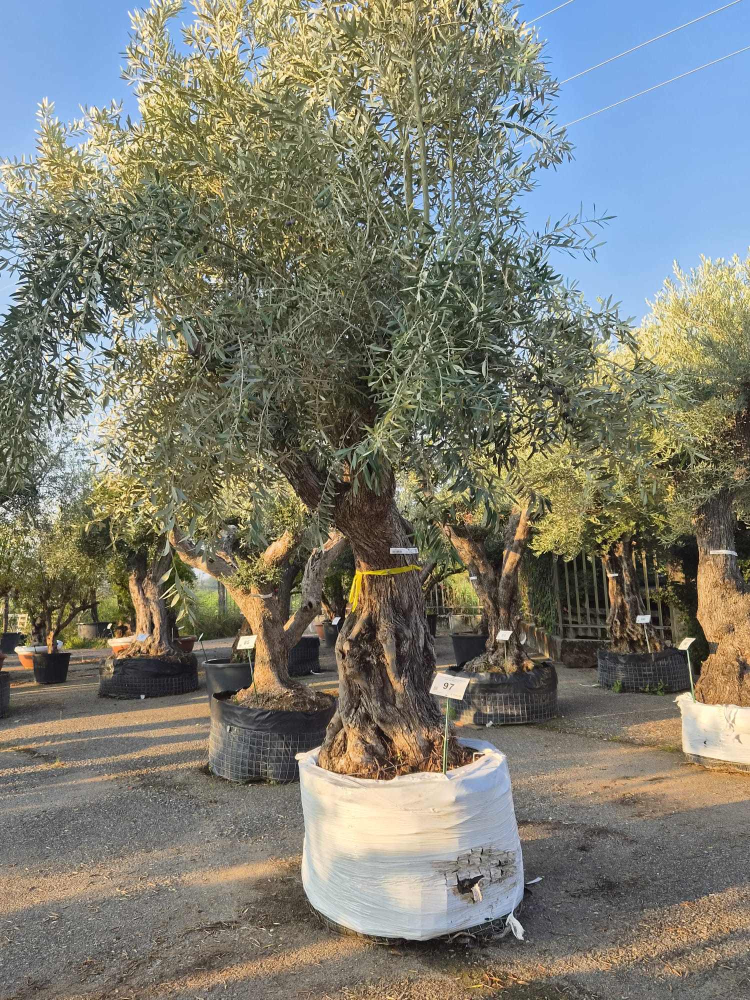 OLEA.EU_.97_5320