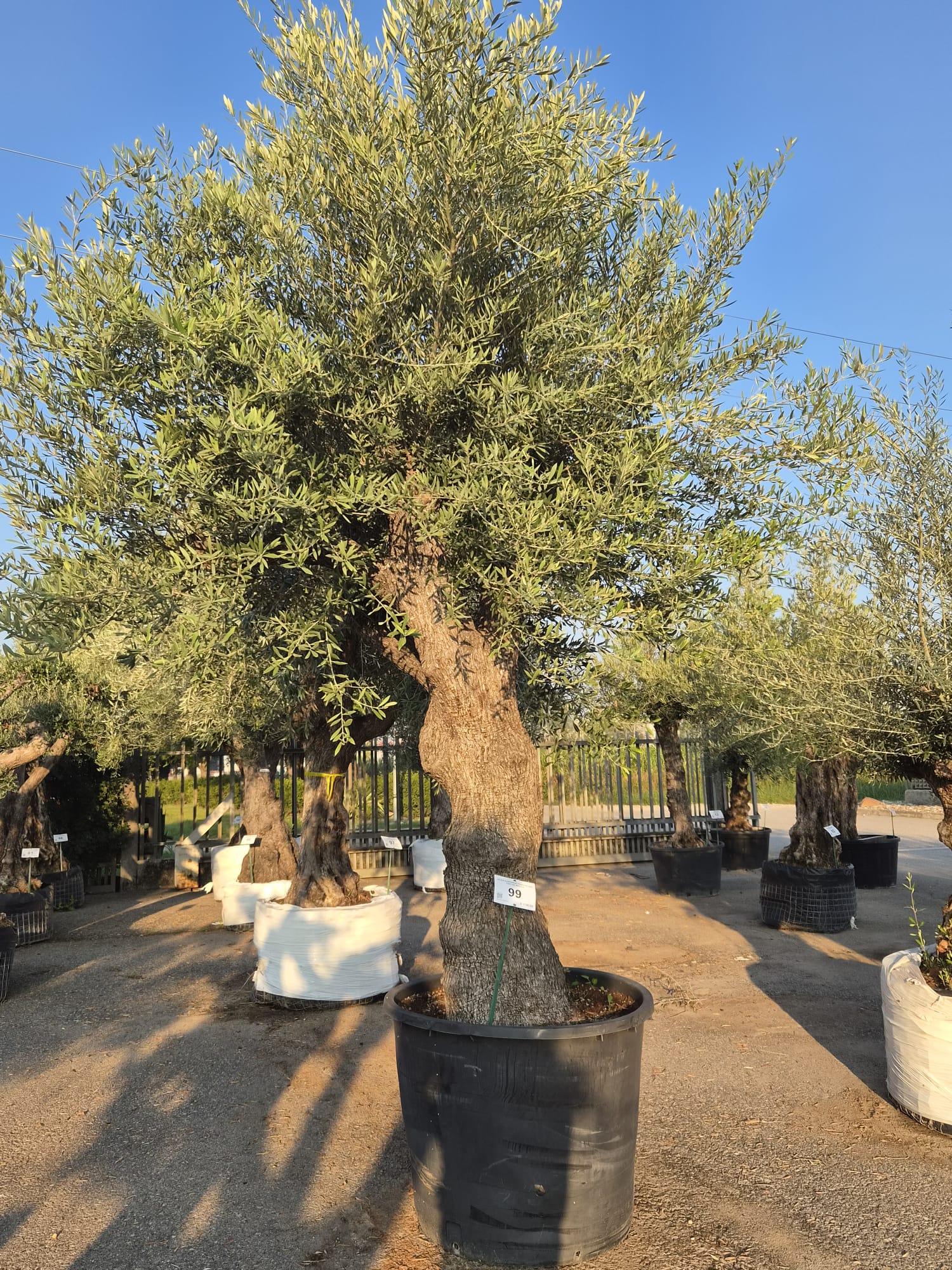 OLEA.EU_.99_5321