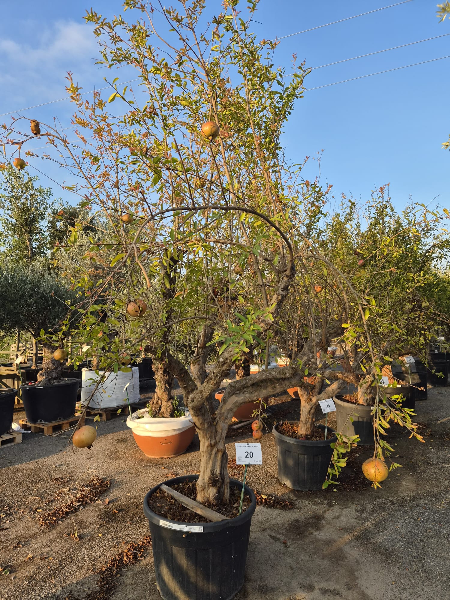 PUNI.GR_.20_5299