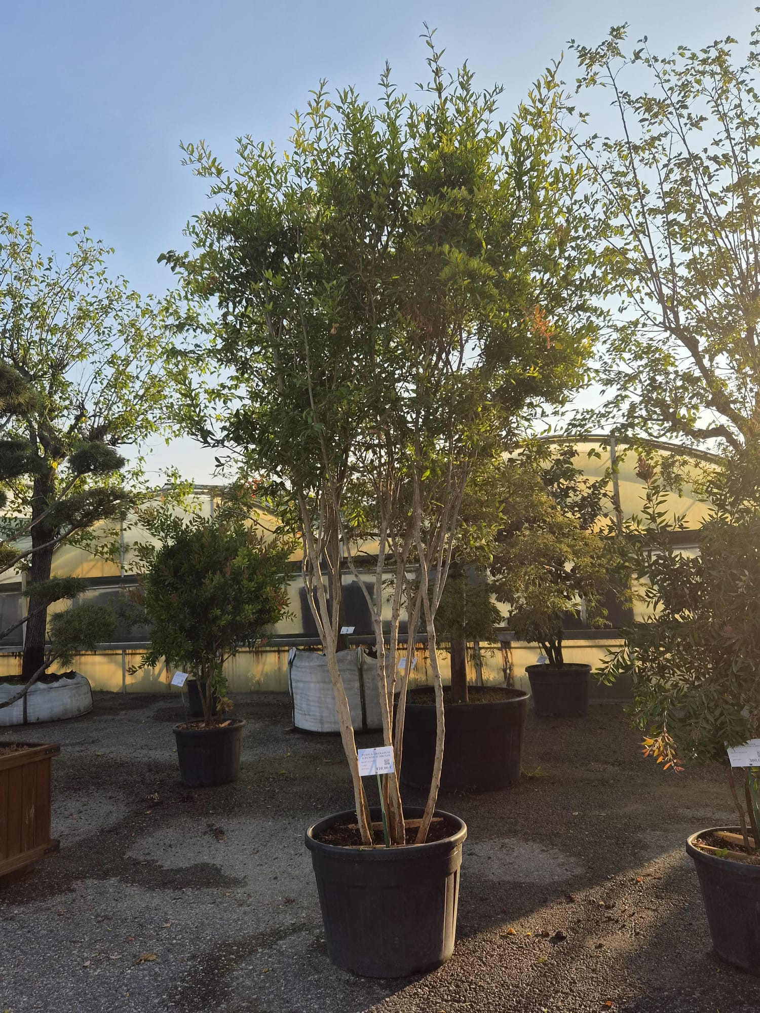 PUNI.GR_.X_5303
